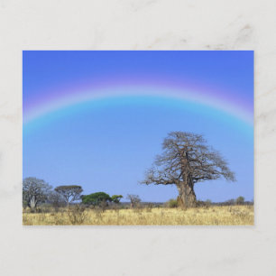 Regenboog en Afrikaanse baobabboom, Adansonia Briefkaart