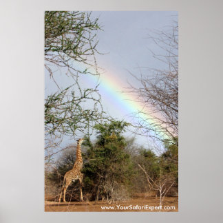 Regenboog en Giraffe Poster / Afdruk (tot 35 x 52