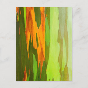Regenboog Eucalyptus schors, Hawaii Briefkaart