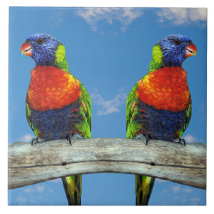Regenboog lorikets twee neergestreken op een tak tegeltje