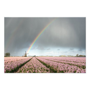 Regenboog over hyacinths en een windmolen in Neder Foto Afdruk