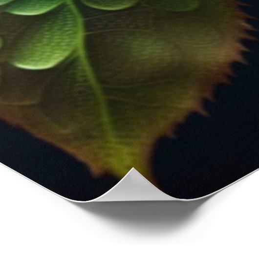 Regenboog Roos Poster (Hoek)