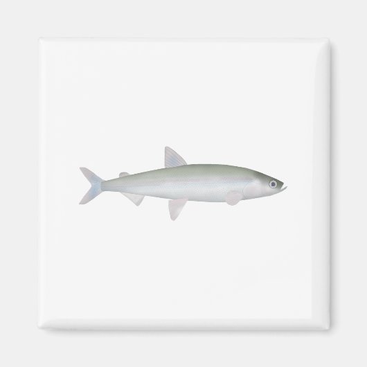 Regenboog Smelt Magneet (Voorkant)