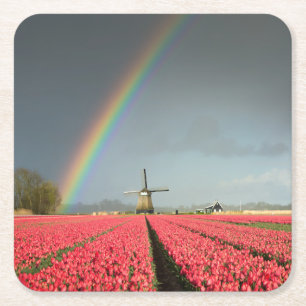 Regenboog, tulpen en onderzetter voor de windmolen