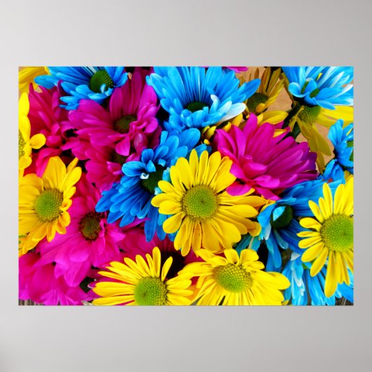 Regenboog van Daisies Poster (Voorkant)