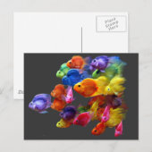 Regenboog van de roodbaars briefkaart (Voorkant / Achterkant)