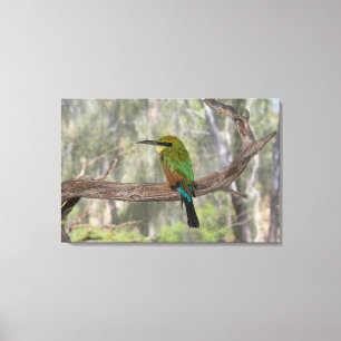 Regenboogbijeneter, Australië Canvas Afdruk