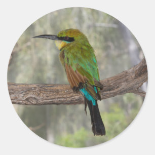 Regenboogbijeneter, Australië Ronde Sticker