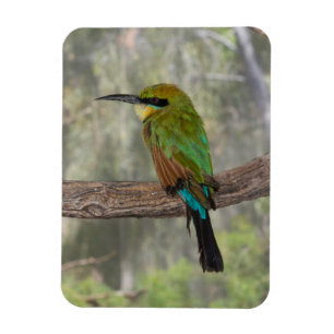 Regenboogbijeneter vogel, Australië Magneet