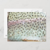 Regenboogforel Briefkaart (Voorkant / Achterkant)