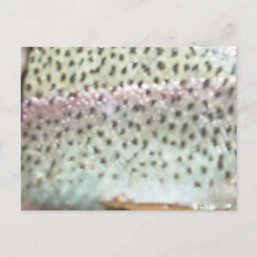 Regenboogforel Briefkaart (Voorkant)