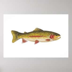 Regenboogforel Poster