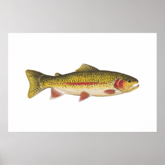 Regenboogforel Poster