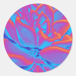 Regenboogkleur Succulent plant Ronde Sticker