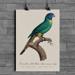 Regenbooglori juveniel Trichoglossus moluccanus Poster
