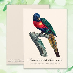 Regenbooglori / Regenbooglori  Bedankkaart