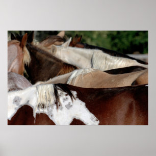 Regenboogpaarden Poster