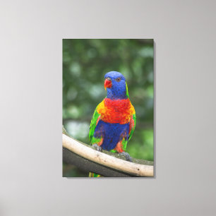 Regenboogparkiet Portret Canvas Afdruk