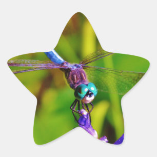 Regenboogvlieg en -bloem ster sticker