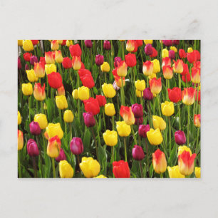 Regenboogvloerbedekking Briefkaart