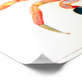 Regenboogzwemkrab Poster (Hoek)