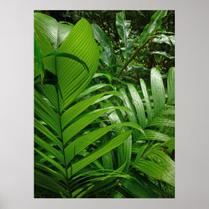 Regenbos Palms Poster