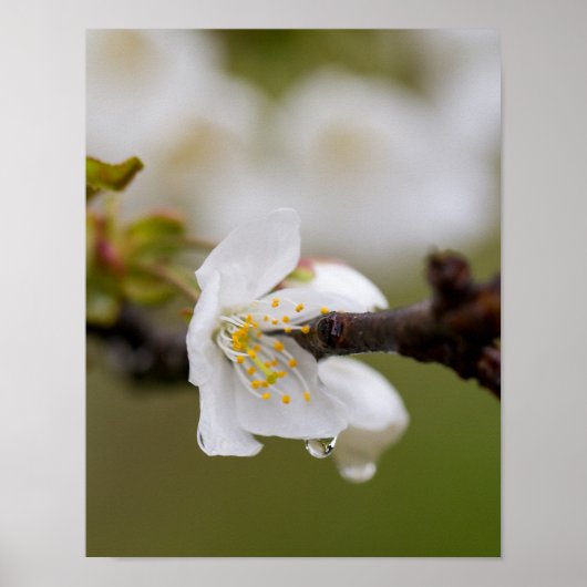 Regendruppel Poster Papier (Matte) (Voorkant)