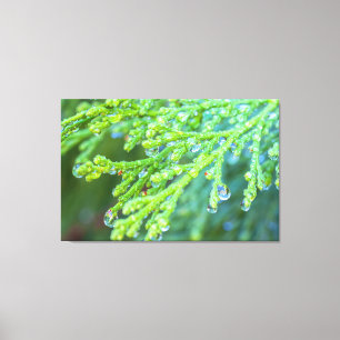 Regendruppels op ceder canvas afdruk