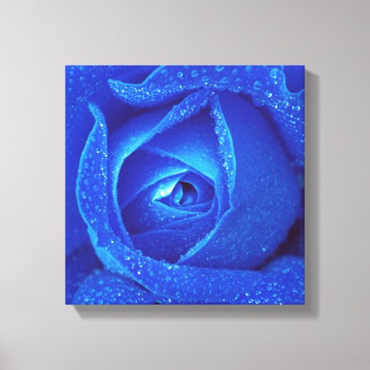 regendruppels op een blauw Roos Canvas Afdruk (Voorkant)