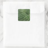 Regendruppels op Hosta Leaf Stickers (Tas)