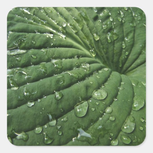 Regendruppels op Hosta Leaf Stickers (Voorkant)