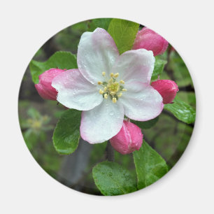 Regendruppels op kleine bloemen magneet