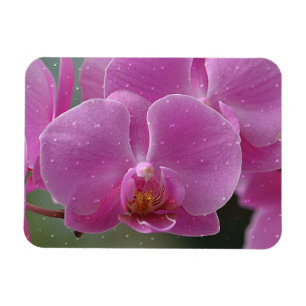 regendruppels op orchideeën magneet