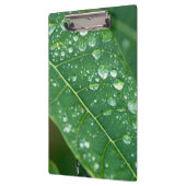 Regendruppels op Papaya Leaf Klembord (Links)