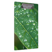 Regendruppels op Papaya Leaf Klembord (Rechts)