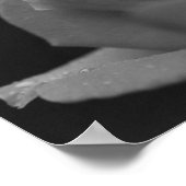 regendruppels op rosebud zwart en wit poster (Hoek)