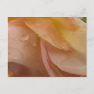 Regendruppels op Roze Bloemblaadjes Roze Perzik Bl Briefkaart