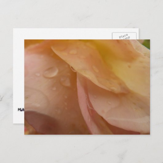 Regendruppels op Rozen bloemblaadjes Roze Perzik B Briefkaart (Voorkant / Achterkant)