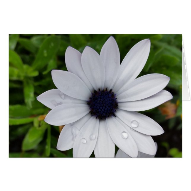 regendruppels op wit (Voorkant Horizontaal)