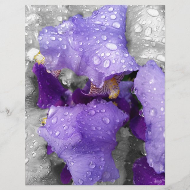 regenval in iris (Voorkant)