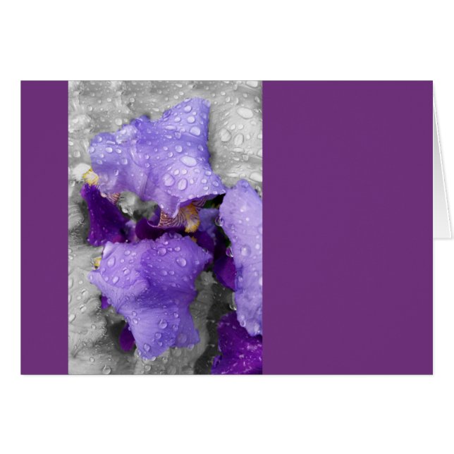 regenval in iris (Voorkant Horizontaal)