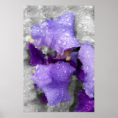 regenval in iris poster (Voorkant)