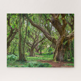 Regenwoud Bomen Legpuzzel