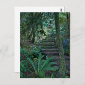 regenwoud briefkaart (Voorkant / Achterkant)