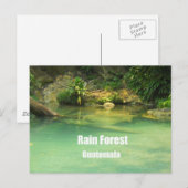 Regenwoud, Guatemala Briefkaart (Voorkant / Achterkant)
