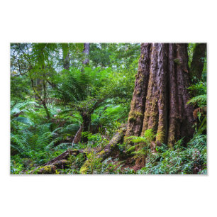 regenwoud in Great Otway National Park Australia Foto Afdruk