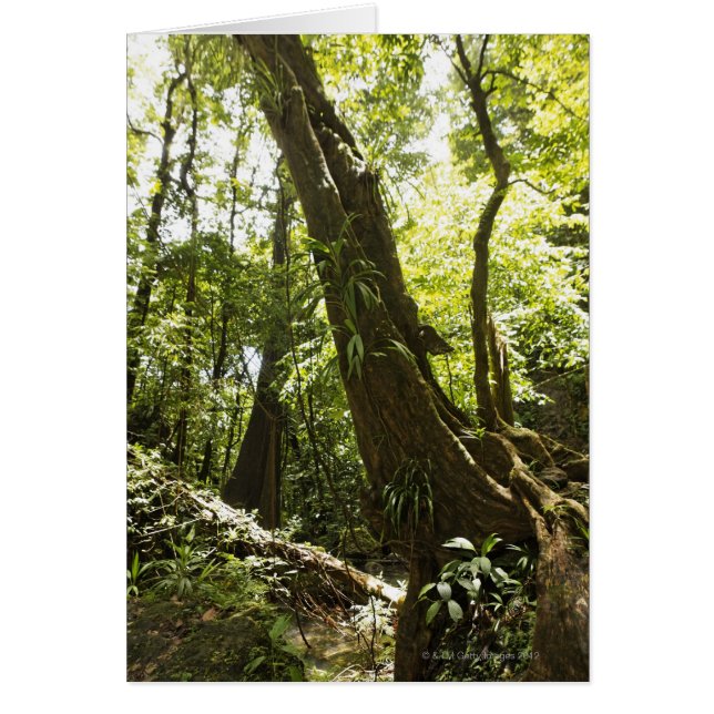 regenwoud uitzicht, Dominica (Voorkant)