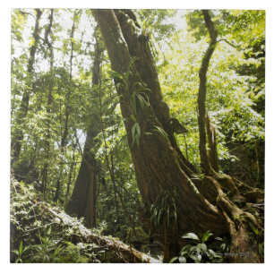 regenwoud uitzicht, Dominica Tegeltje