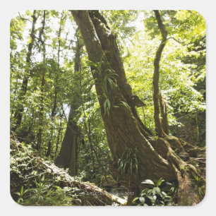 regenwoud uitzicht, Dominica Vierkante Sticker