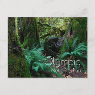 Regenwoudbomen, varens, Olympisch Nationaal Park Briefkaart